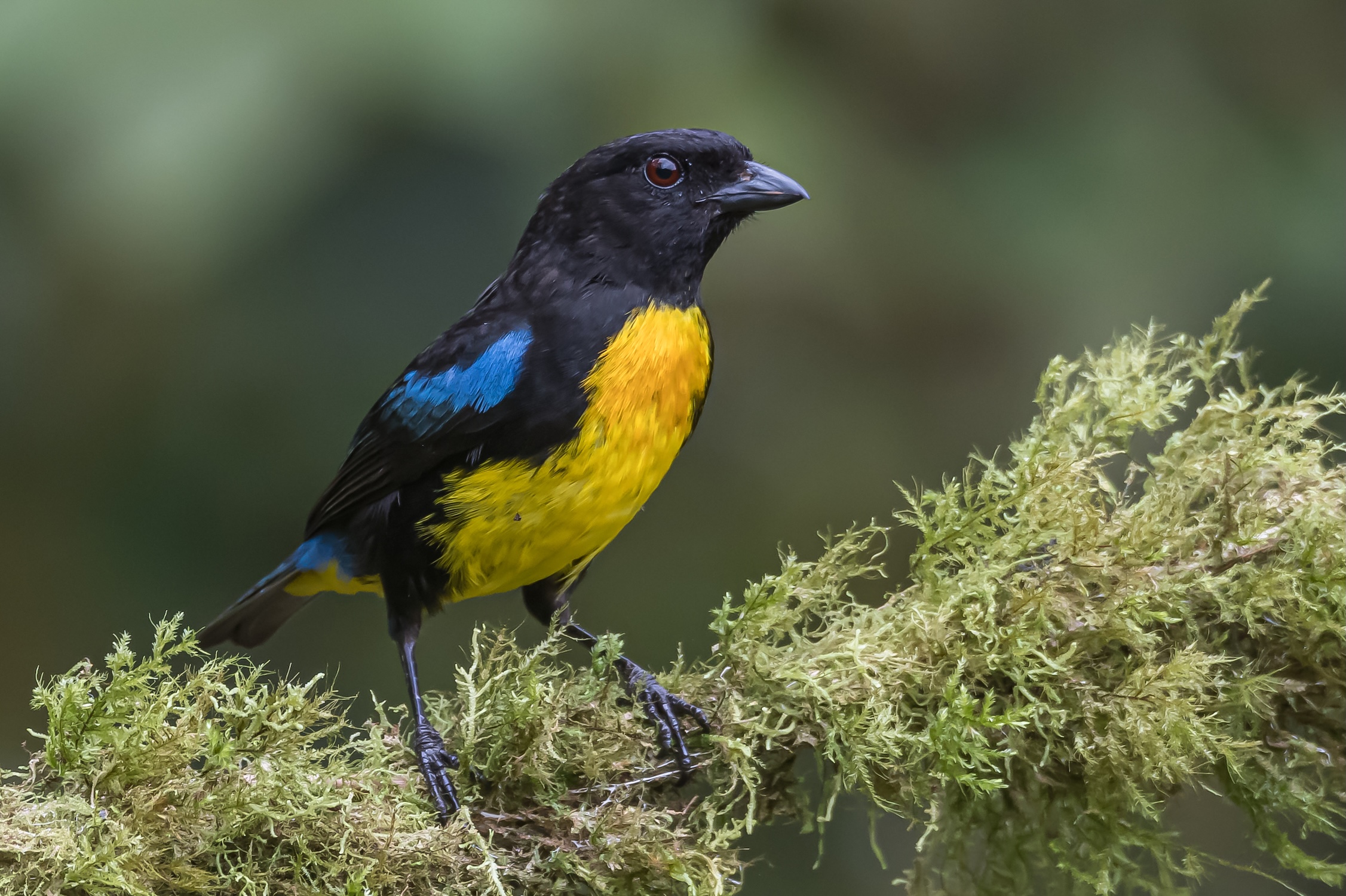 CHOCÓ FOOTHILLS - BIRDING ESCAPE 3D-2N?>